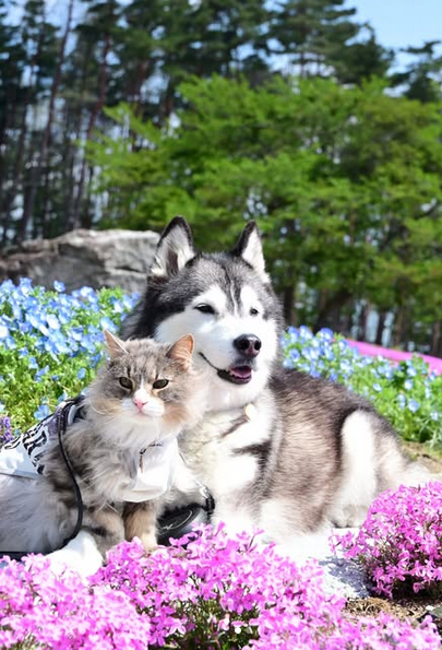 Happy kittens background