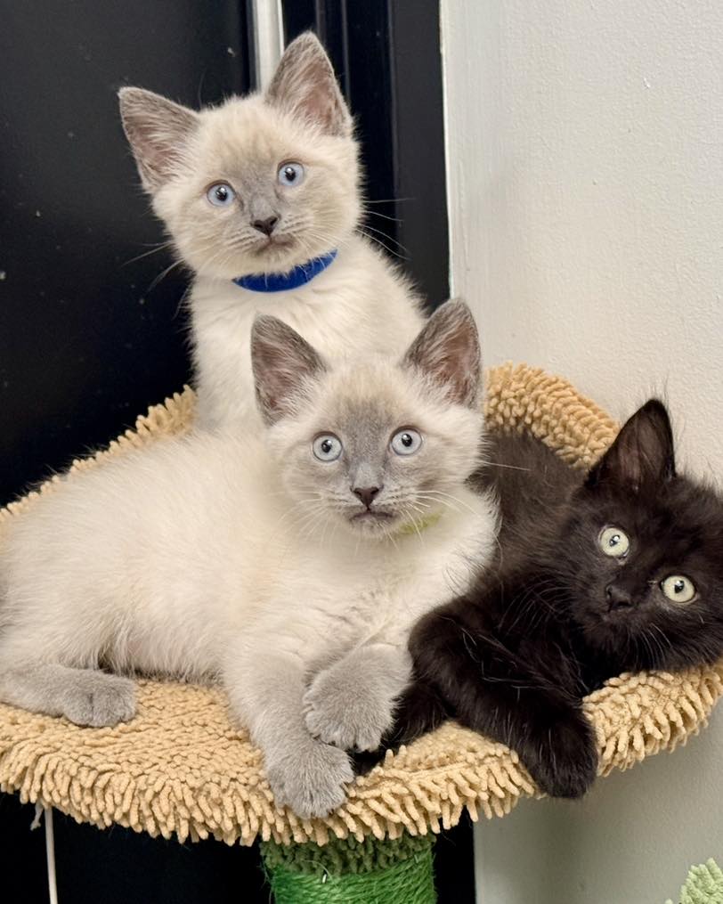 Siamese kittens playing