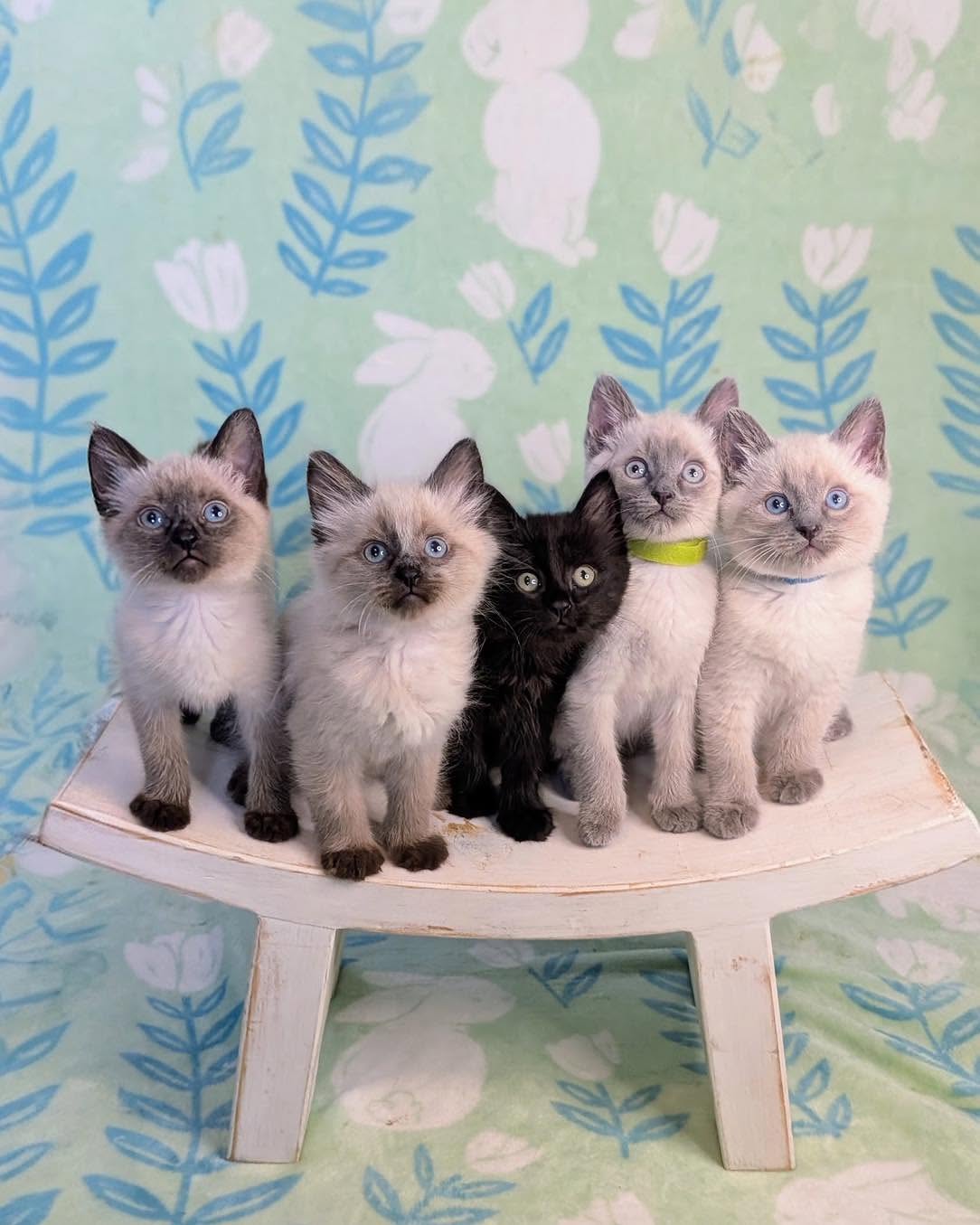Rescue kitten