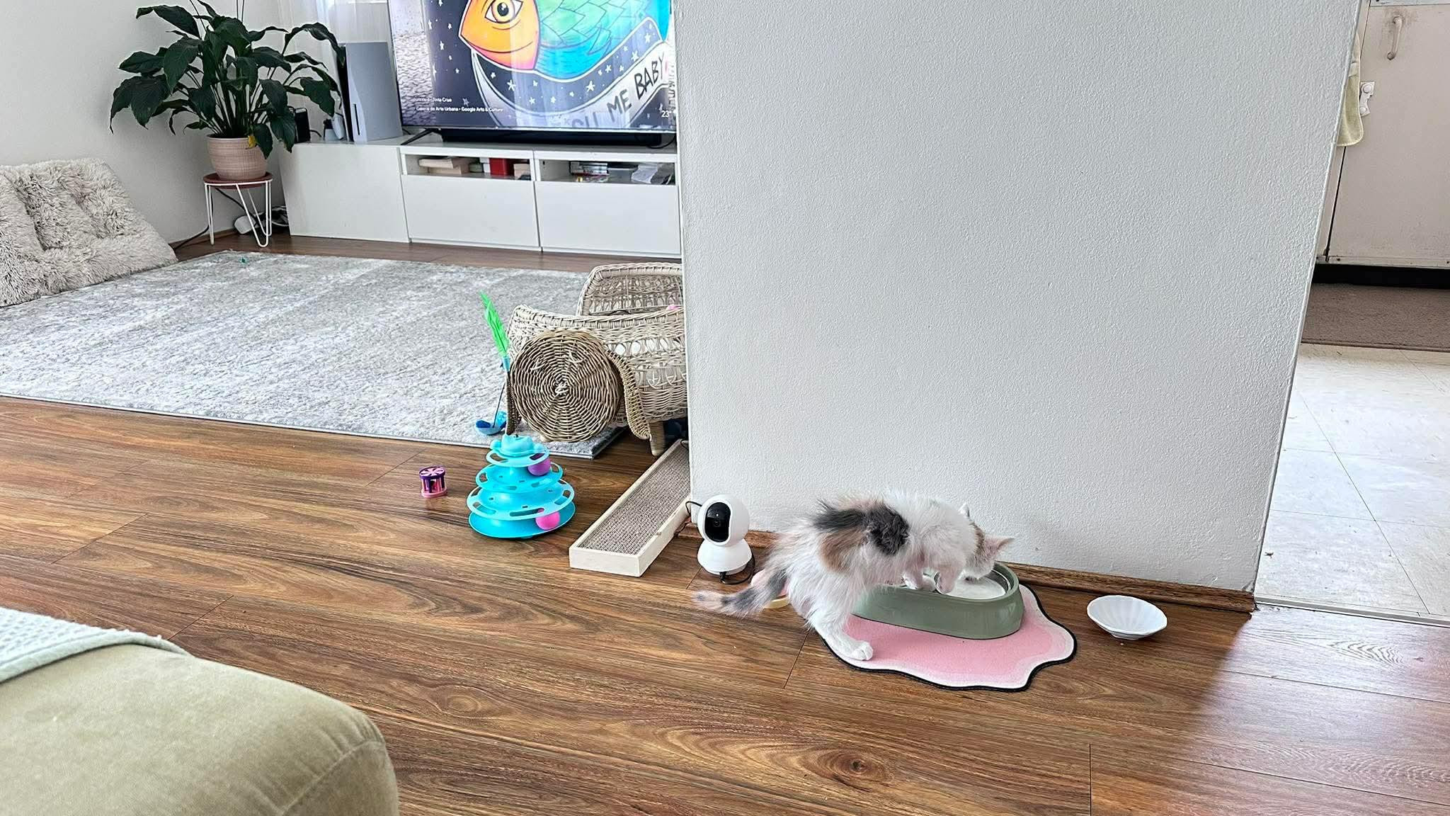 Adopted cat