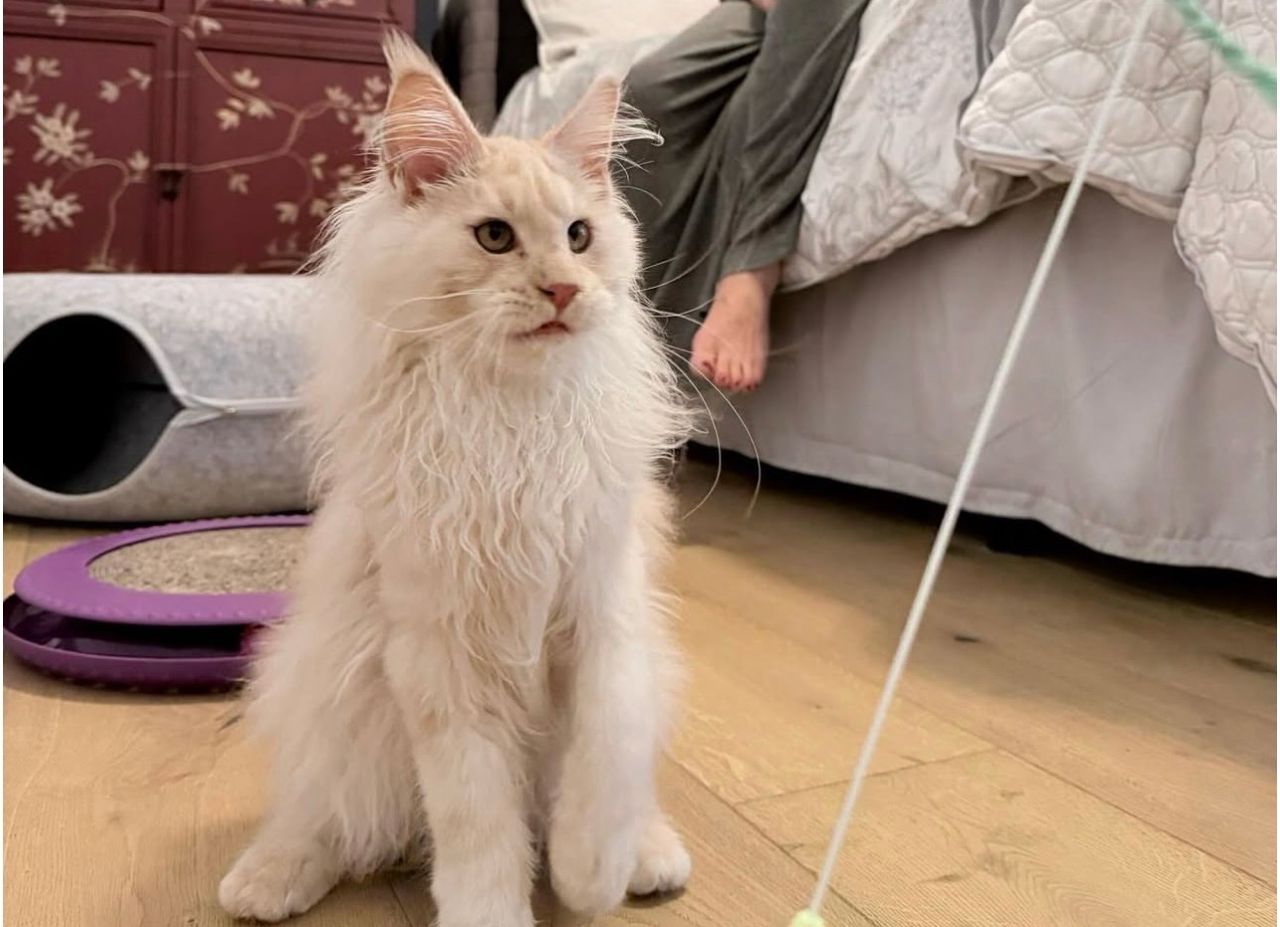 Adopted cat