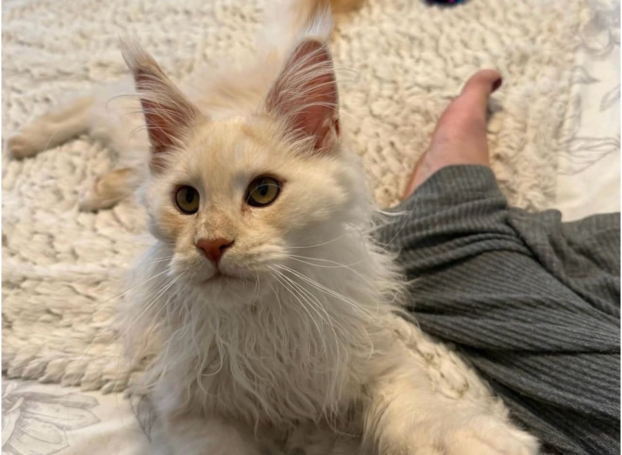 Adopted cat