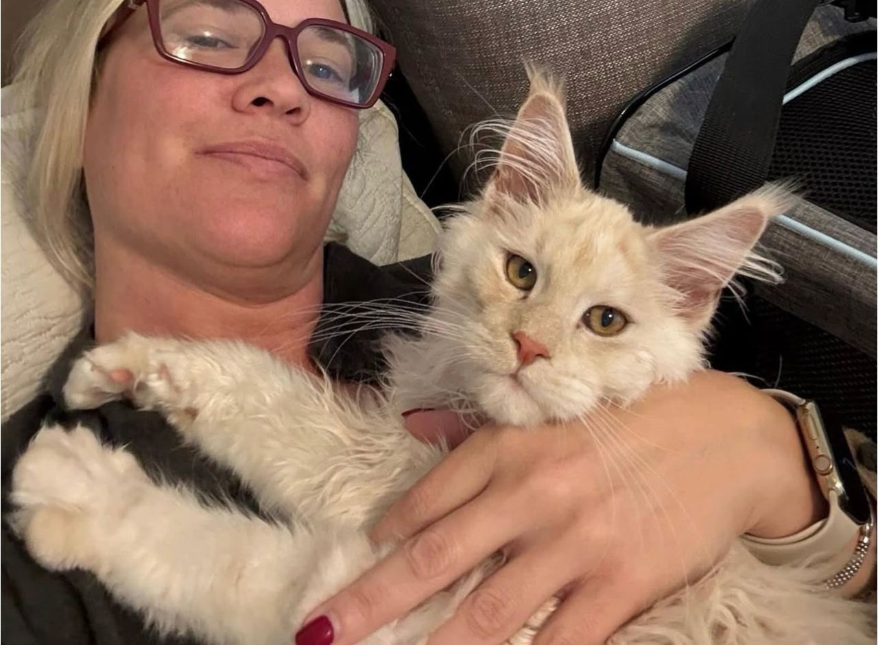 Adopted cat