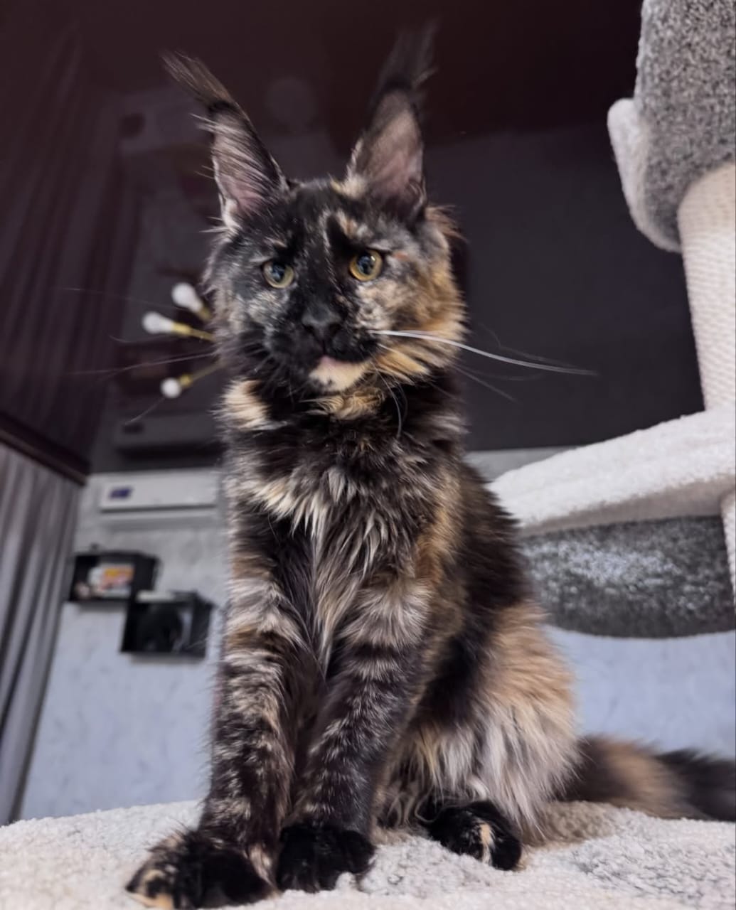 Bella rescue photo