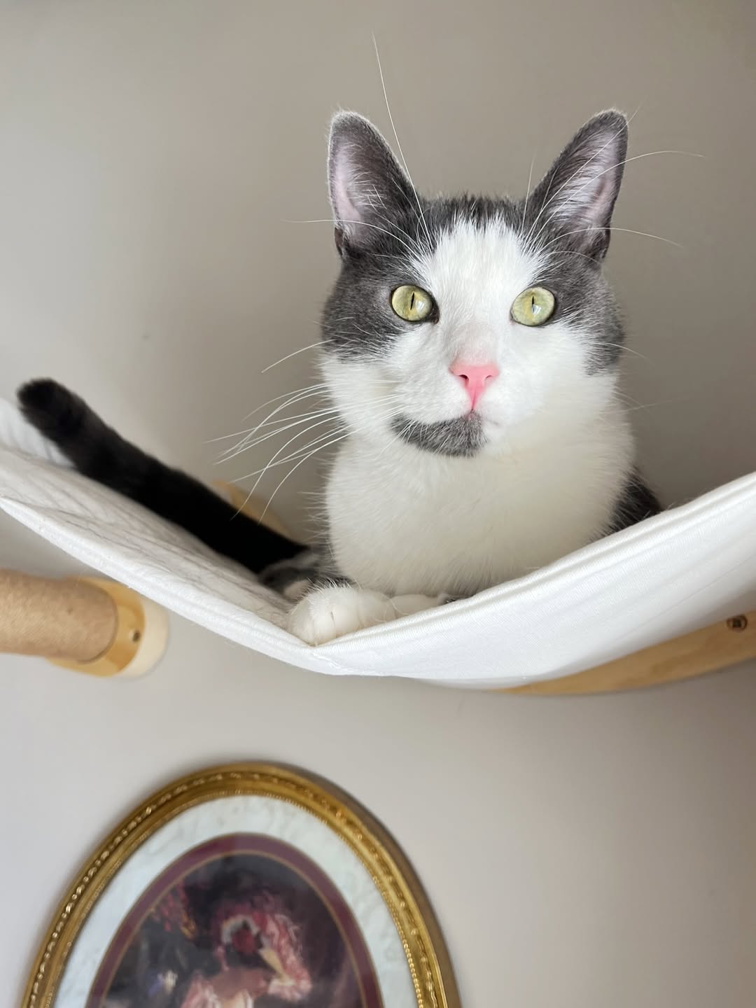 Adopted cat