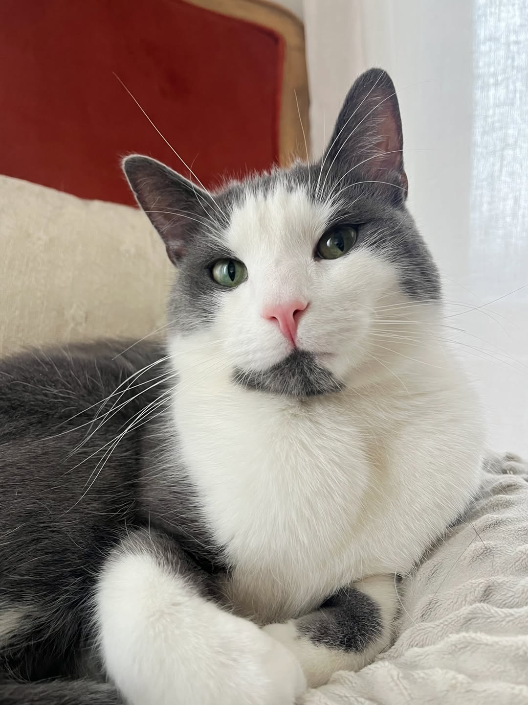 Adopted cat